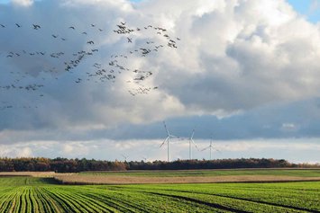 Ein Vogelschwarm fliegt über eine grüne Acker-Landschaft. Im Hintergrund sind Windräder zu sehen.