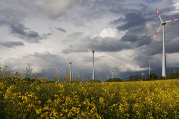 Windräder vor einer dunklen Wolkendecke auf einem Rapsfeld.