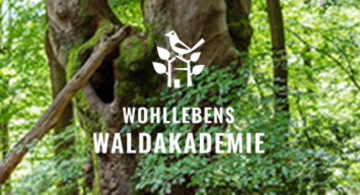 Logo von Wohlllebens Waldakademie vor einem Hintergrund aus dichtem grünen Laub und dem Stamm eines Baumes.